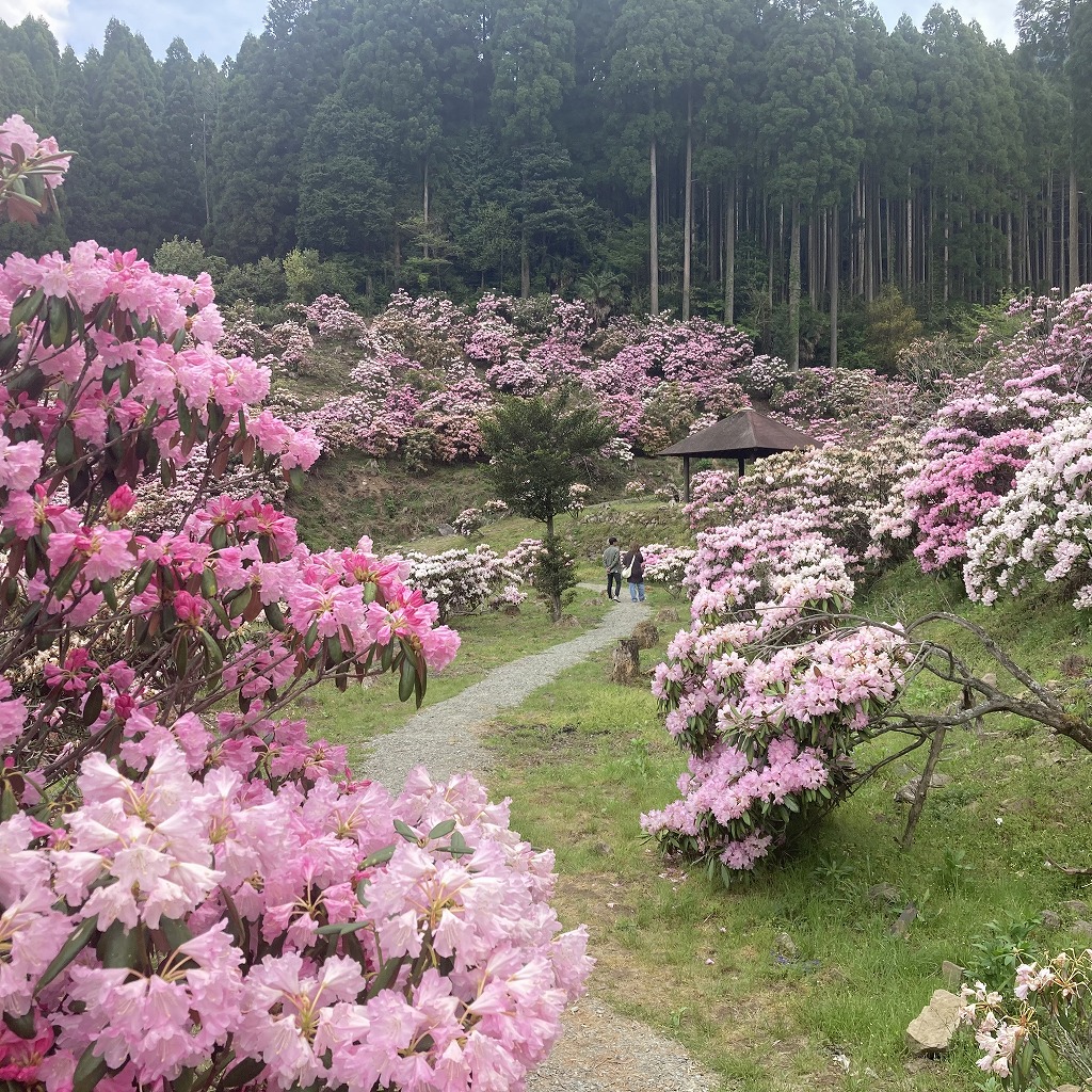 ミヤシノシャクナゲ園 - 星野